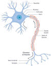 Thumbnail of neuron -- click to enlarge